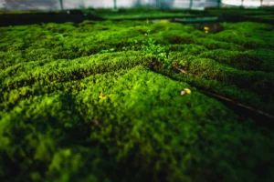 Moss-in-Mosshalle-Close-with-Halm